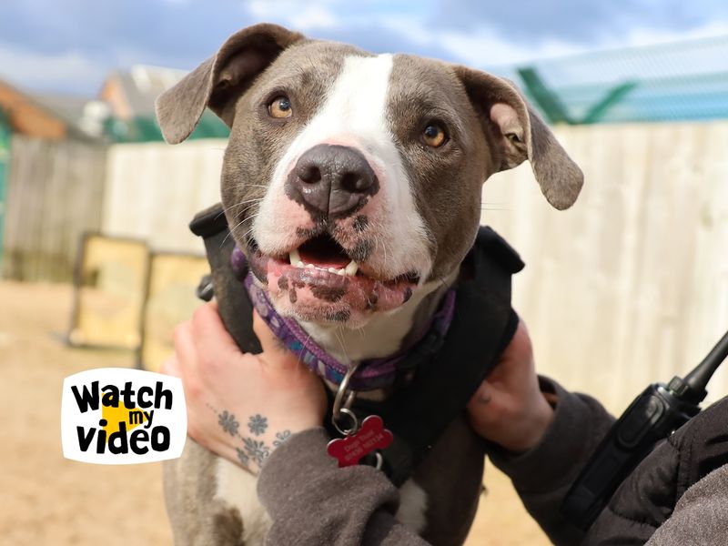 Ivy | Terrier (Staffordshire Bull) Cross | Leeds - 1