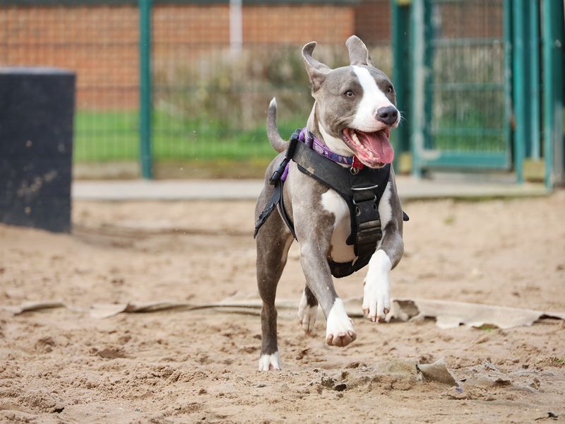 undefined | Terrier (Staffordshire Bull) Cross | undefined - 4