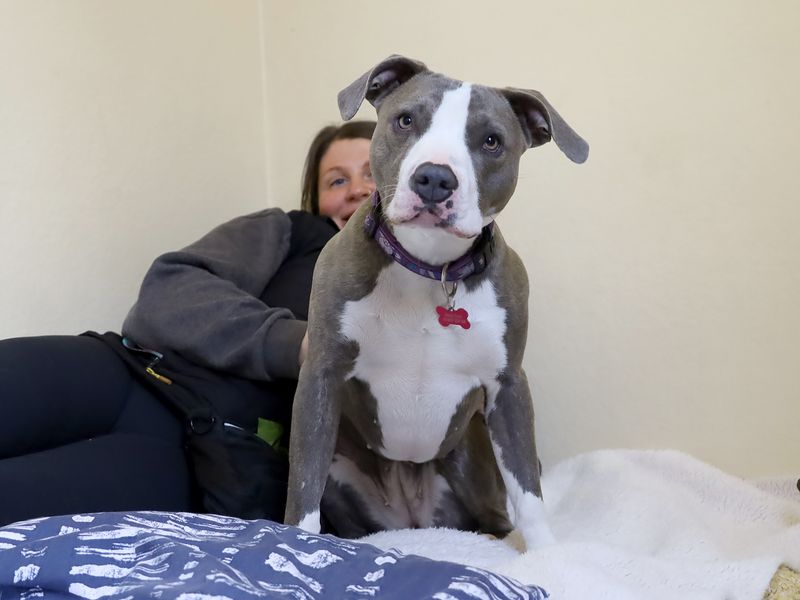 undefined | Terrier (Staffordshire Bull) Cross | undefined - 10