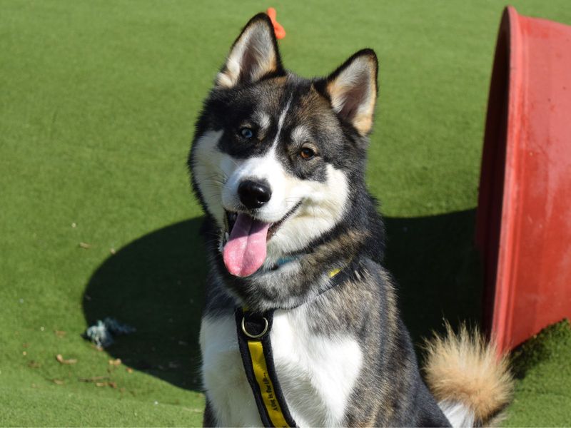 Pomeranian for adoption in Uxbridge, London – 2 years old