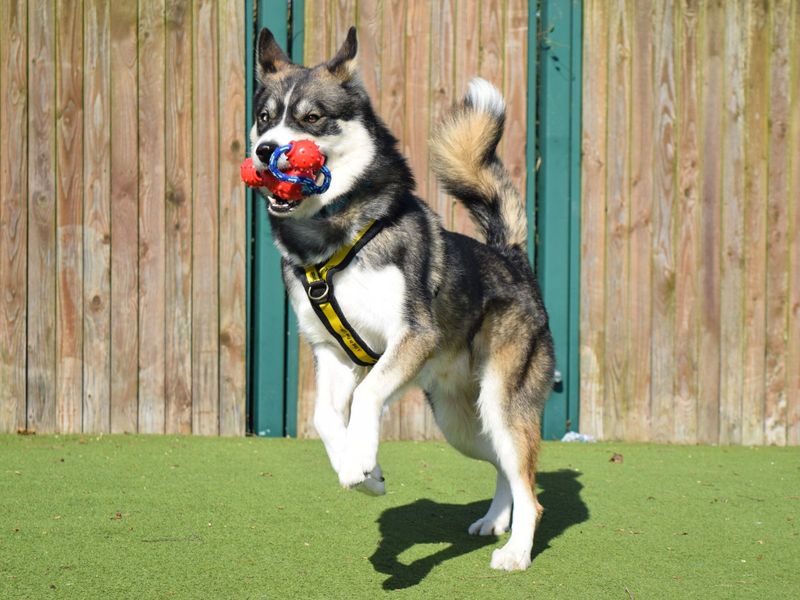 Siberian Husky for adoption in Uxbridge, London – 2 years old - Image 5 of 5