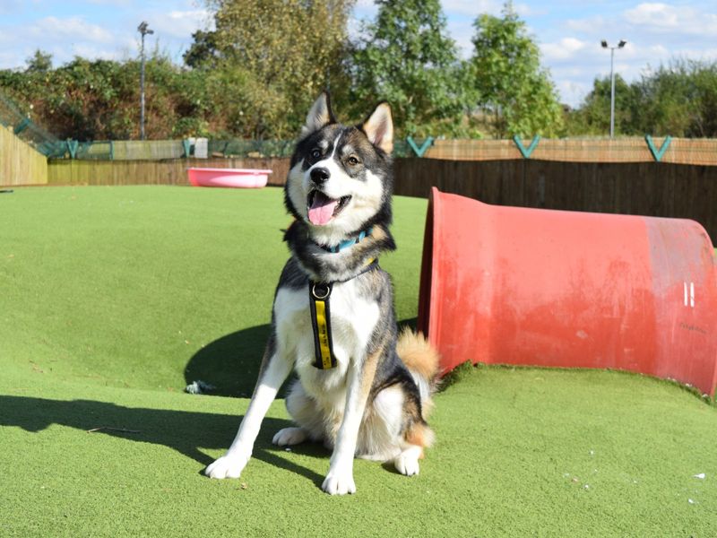 Siberian Husky for adoption in Uxbridge, London – 2 years old - Image 3 of 5