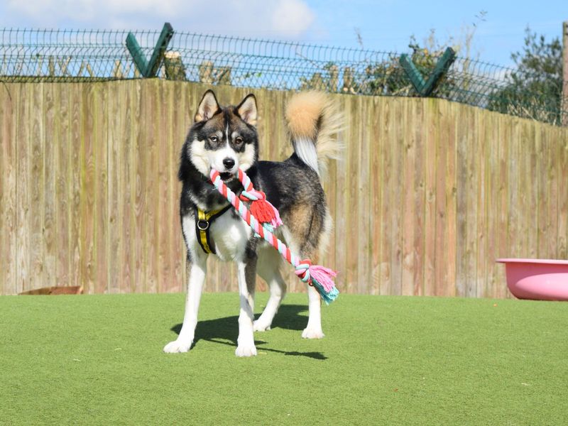 Siberian Husky for adoption in Uxbridge, London – 2 years old - Image 2 of 5