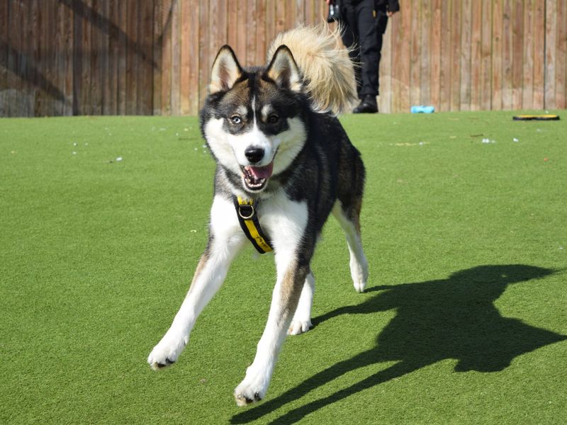 Siberian Husky for adoption in Uxbridge, London – 2 years old - Image 4 of 5