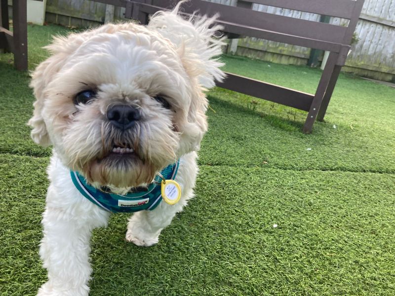 Shih Tzu for adoption in West Calder, West Lothian – 3 years old - Image 3 of 3