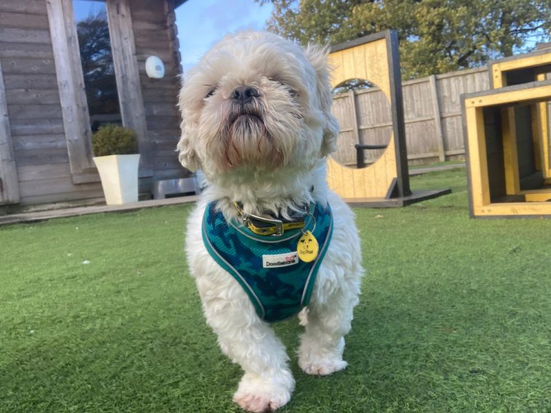 Shih Tzu for adoption in West Calder, West Lothian – 3 years old - Image 1 of 3