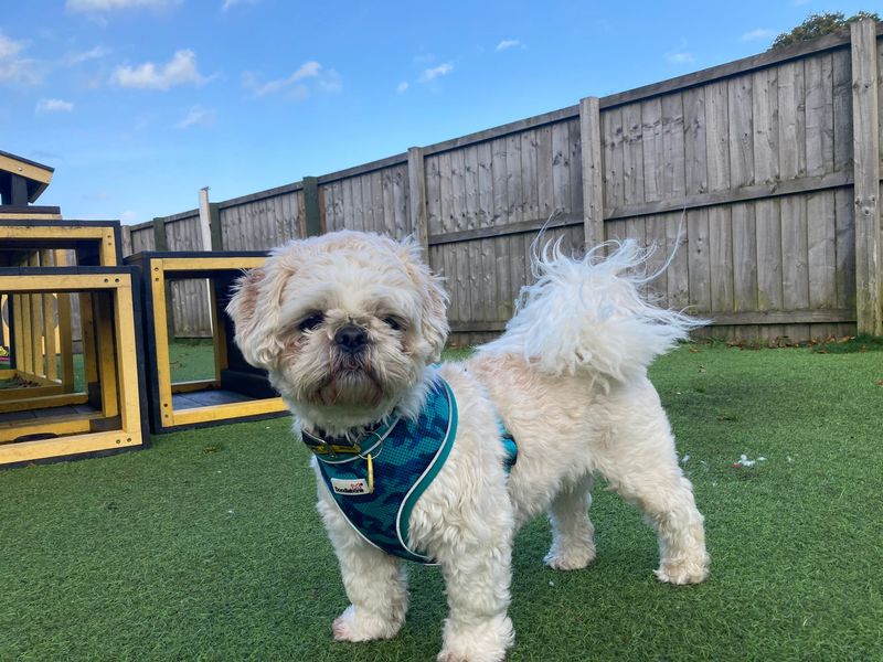 Shih Tzu for adoption in West Calder, West Lothian – 3 years old - Image 2 of 3