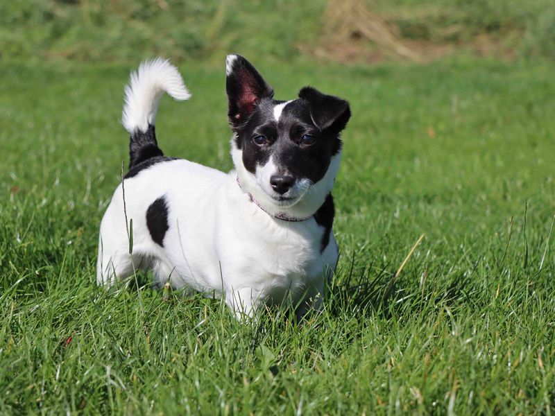 Jack Russell Terrier for adoption in Sadberge, Durham – 9 years old - Image 2 of 3