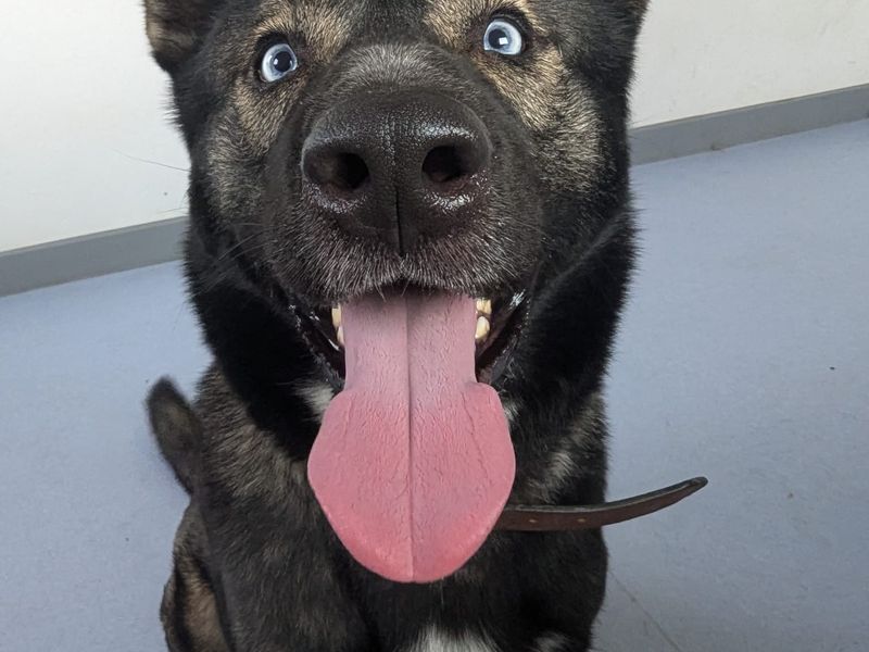 German Shepherd for adoption in Cardiff, Glamorgan – 5 years old - Image 1 of 2