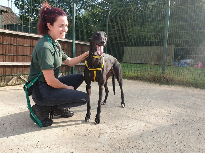 Binx for sale in Chestfield, Kent - Image 1