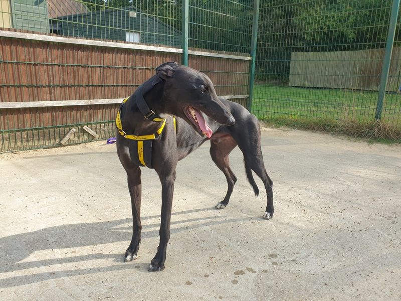 Binx for sale in Chestfield, Kent - Image 3