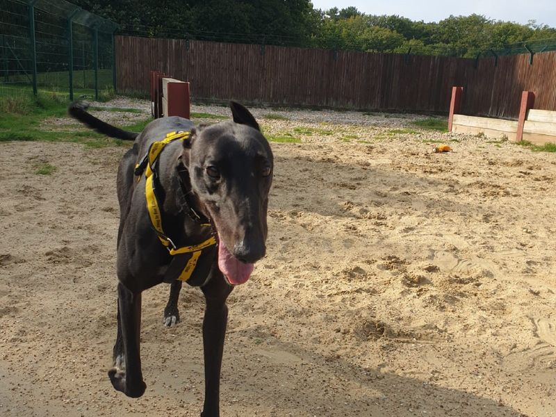 Binx for sale in Chestfield, Kent - Image 2