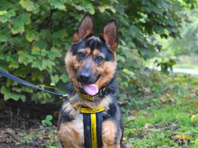 German Shepherd for adoption in Uxbridge, London – 3 years old - Image 2 of 3