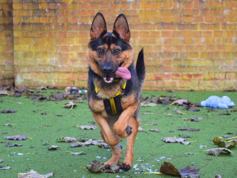German Shepherd for adoption in Uxbridge, London – 3 years old - Image 1 of 3