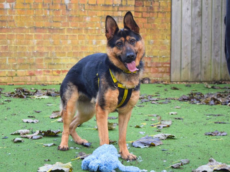 German Shepherd for adoption in Uxbridge, London – 3 years old - Image 3 of 3