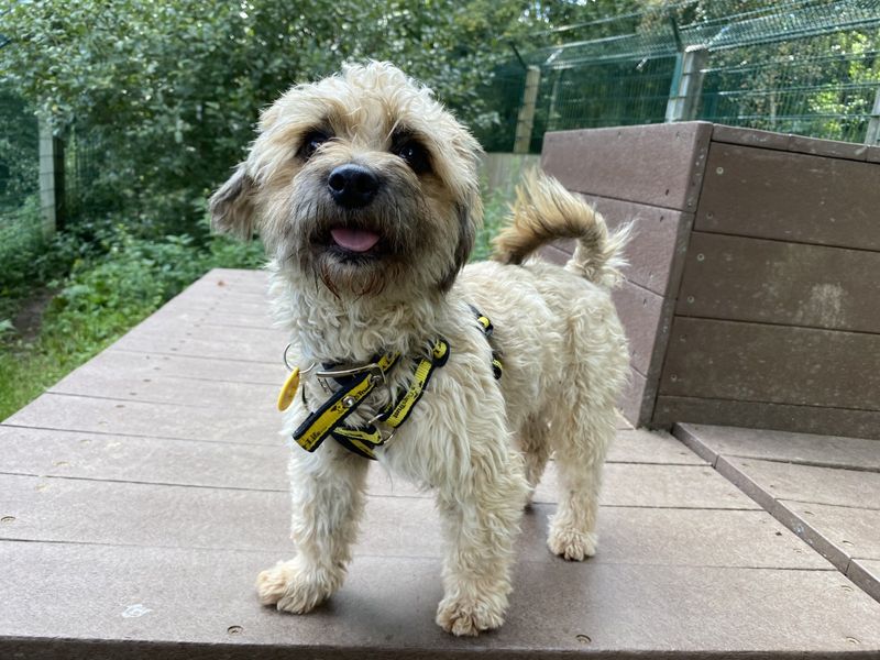 Poodle for adoption in Ilfracombe, Devon – 1 year old - Image 2 of 4