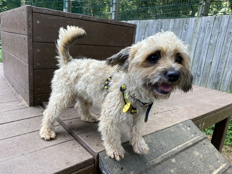 Poodle for adoption in Ilfracombe, Devon – 1 year old - Image 4 of 4