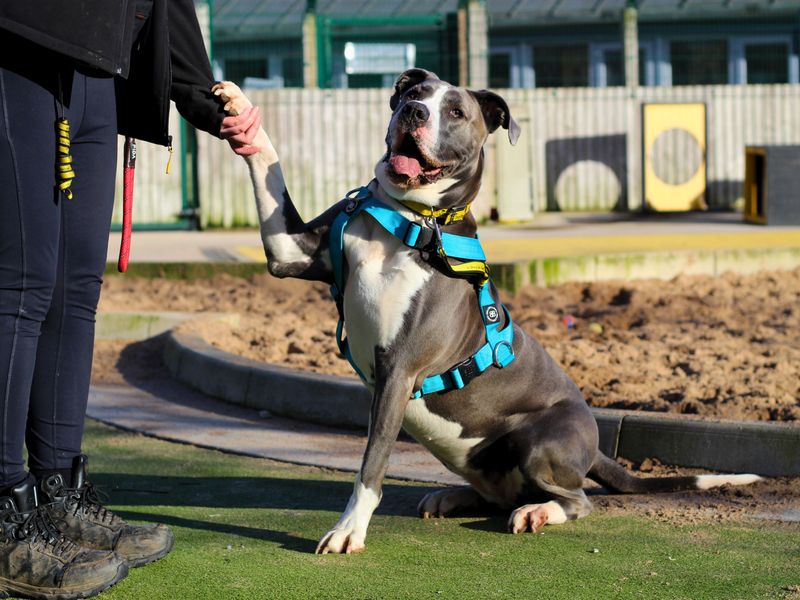 Great Dane for adoption in Manchester, Greater Manchester – 4 years old - Image 3 of 3