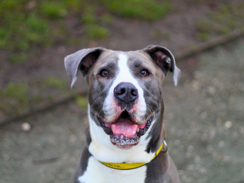 Great Dane for adoption in Manchester, Greater Manchester – 4 years old - Image 2 of 3