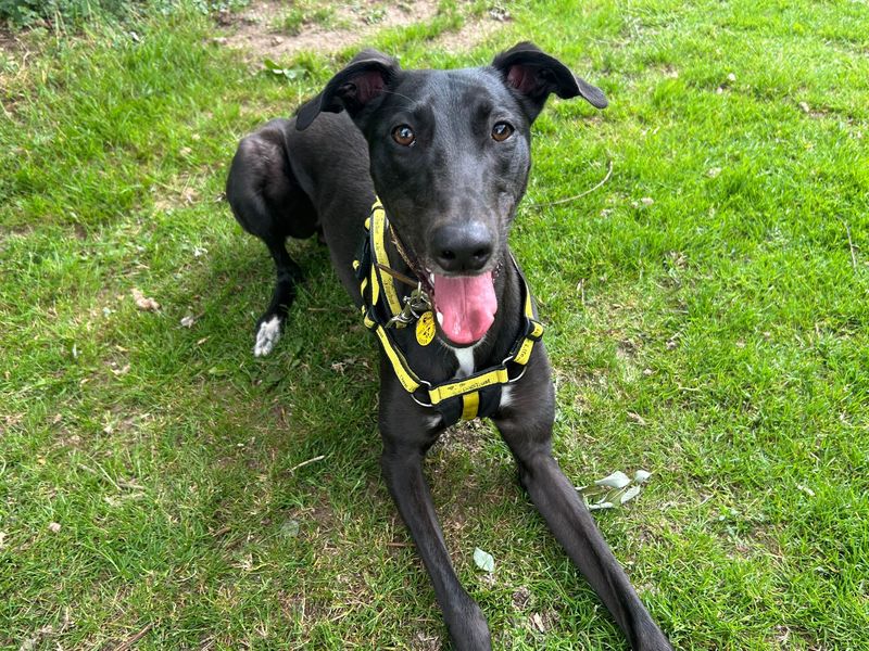Emmett | Lurcher | Snetterton (Norfolk) - 1