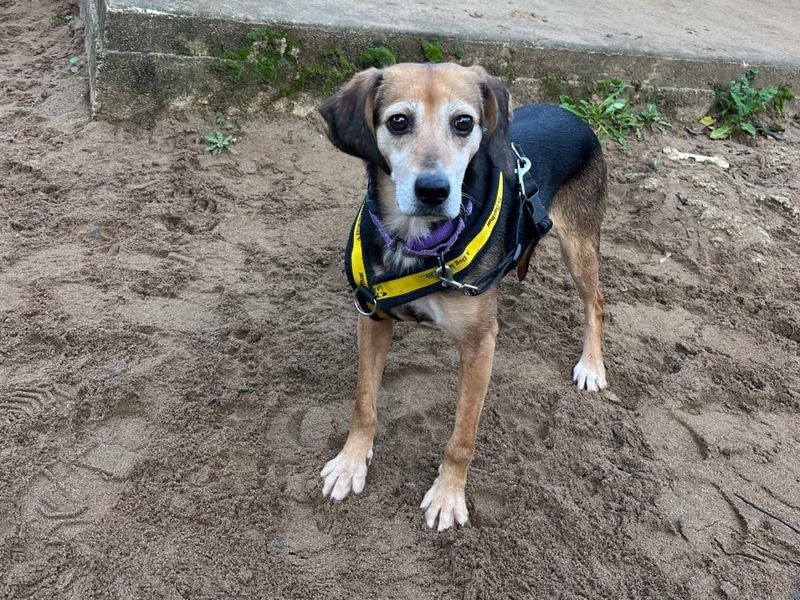 Beagle for adoption in Ilfracombe, North Devon – 6 years old - Image 1 of 2