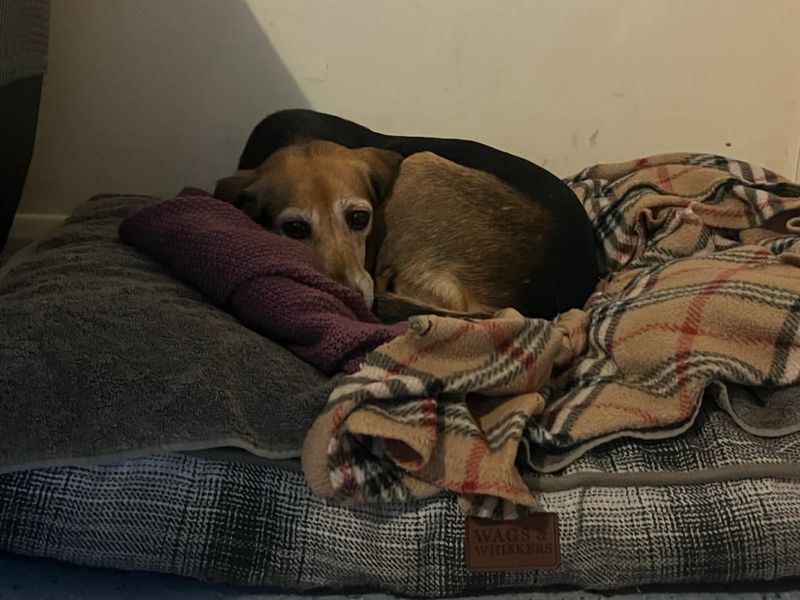 Beagle for adoption in Ilfracombe, North Devon – 6 years old - Image 2 of 2