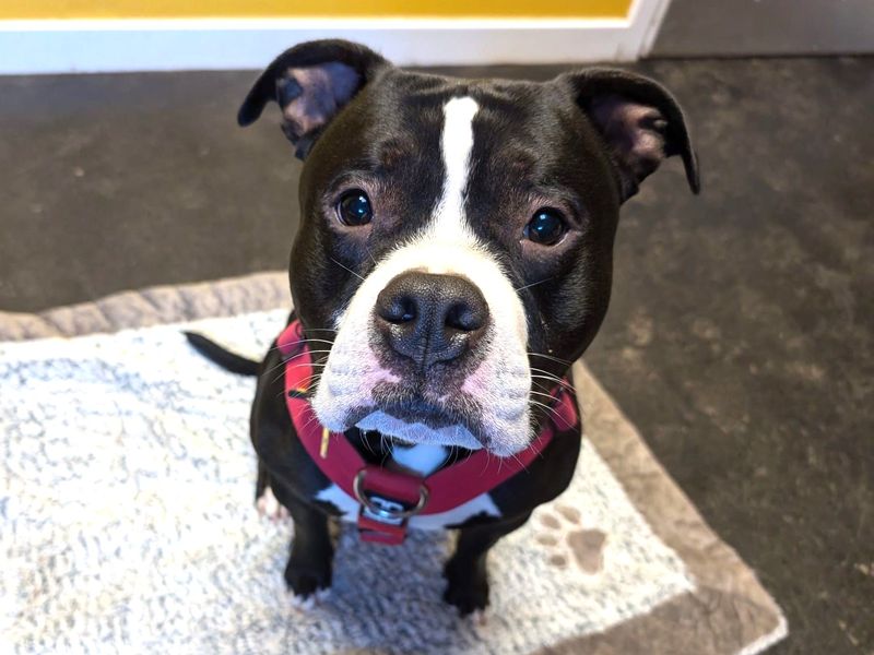 Staffordshire Bull Terrier for adoption in West Calder, West Lothian – 2 years old - Image 2 of 2