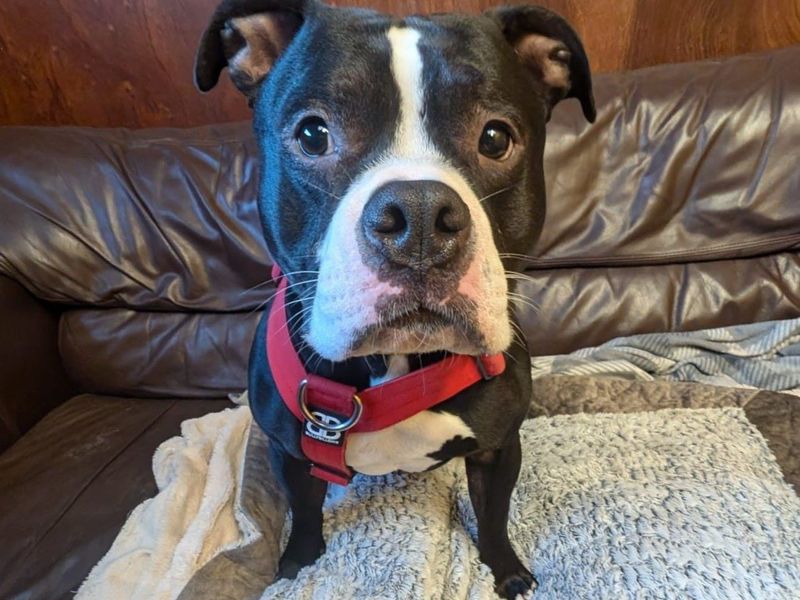 Staffordshire Bull Terrier for adoption in West Calder, West Lothian – 2 years old - Image 1 of 2