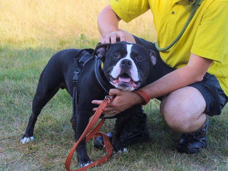 Chips | Terrier (Staffordshire Bull) | Manchester - 9