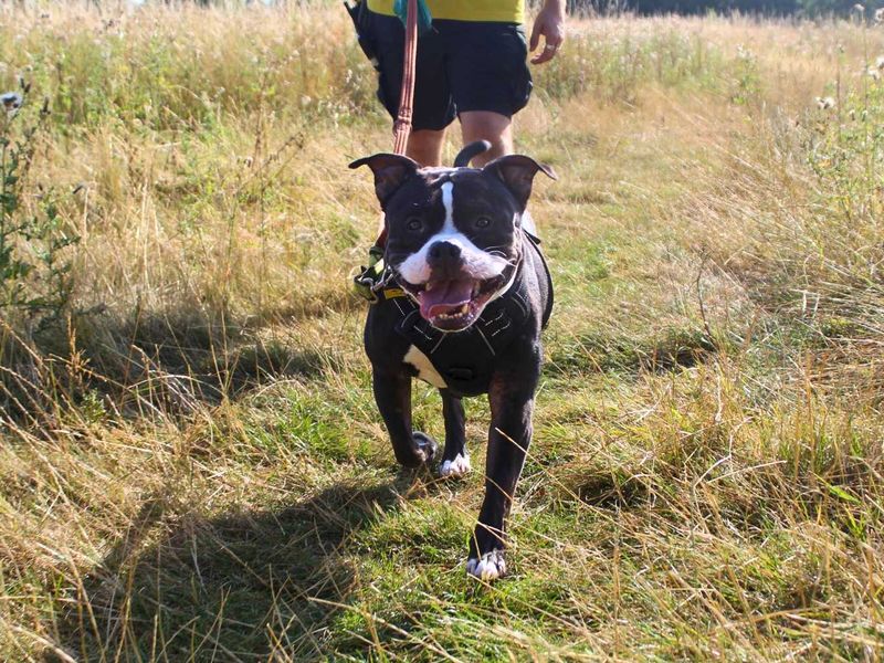 Chips | Terrier (Staffordshire Bull) | Manchester - 5