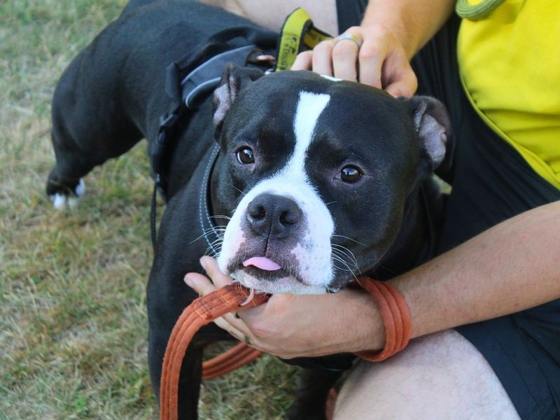 Chips | Terrier (Staffordshire Bull) | Manchester - 1