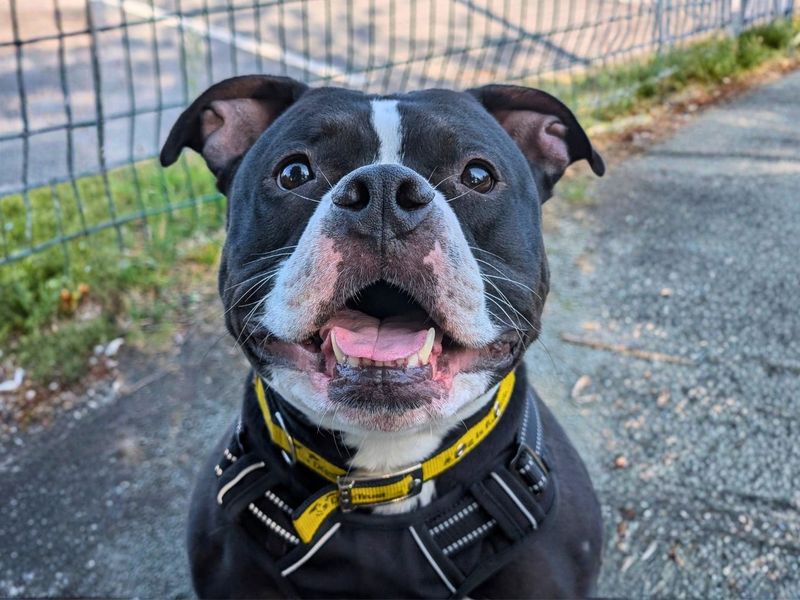 Chips | Terrier (Staffordshire Bull) | Manchester - 4