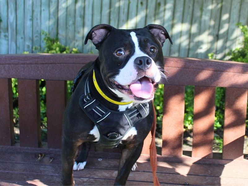 Chips | Terrier (Staffordshire Bull) | Manchester - 3