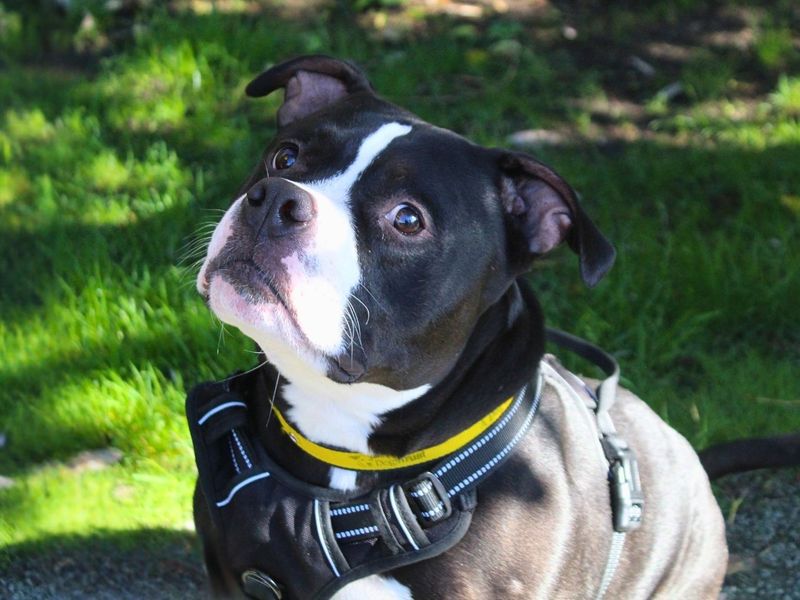 Chips | Terrier (Staffordshire Bull) | Manchester - 2