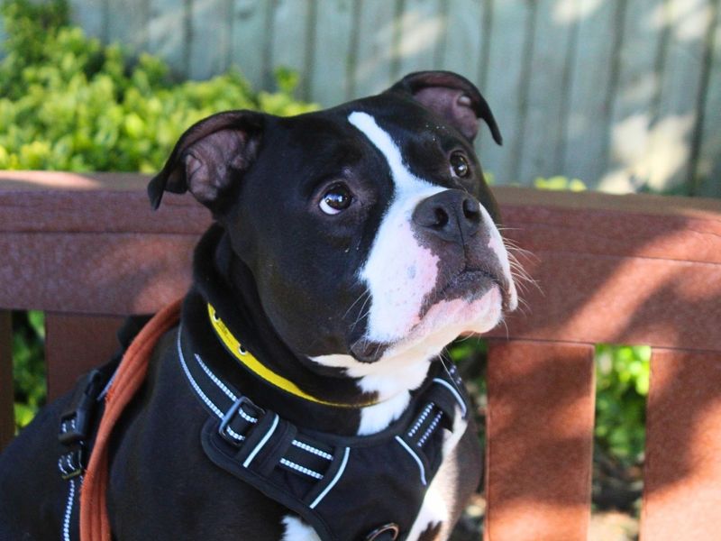 Chips | Terrier (Staffordshire Bull) | Manchester - 6
