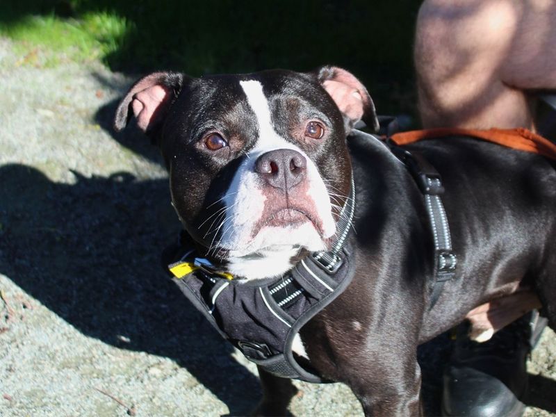 Chips | Terrier (Staffordshire Bull) | Manchester - 7