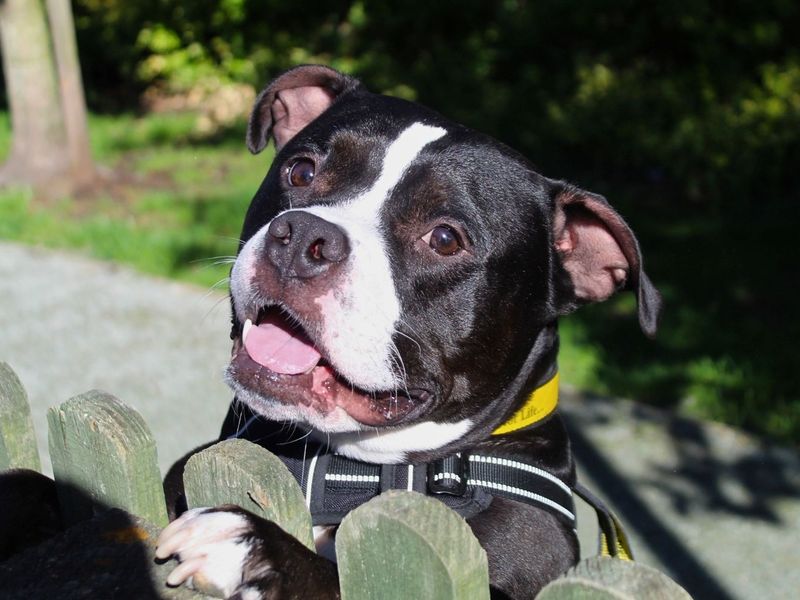 Chips | Terrier (Staffordshire Bull) | Manchester - 8