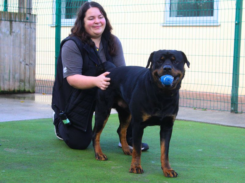 Rottweiler for adoption in Manchester, Greater Manchester – 2 years old - Image 5 of 5