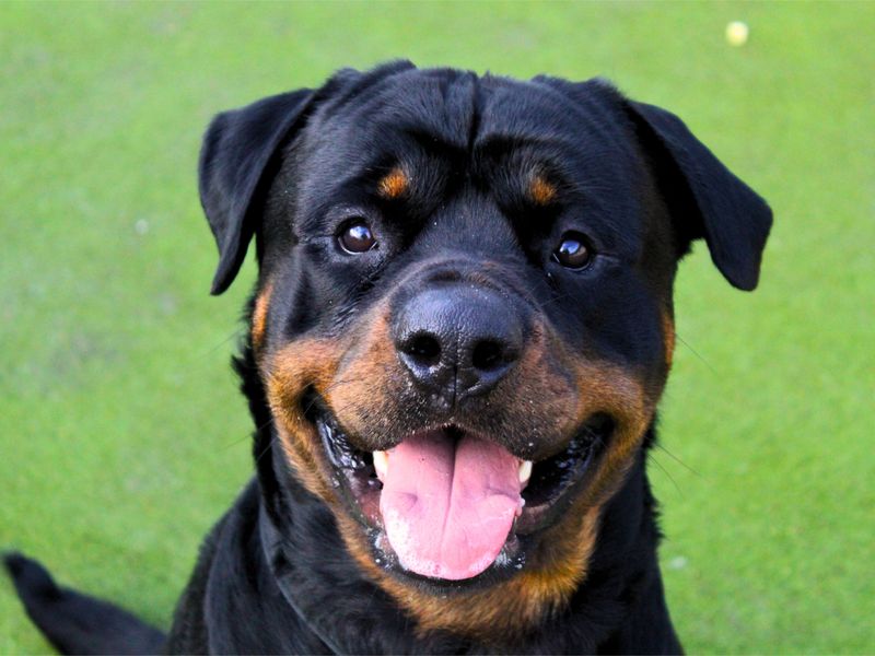 Rottweiler for adoption in Manchester, Greater Manchester – 2 years old - Image 3 of 5