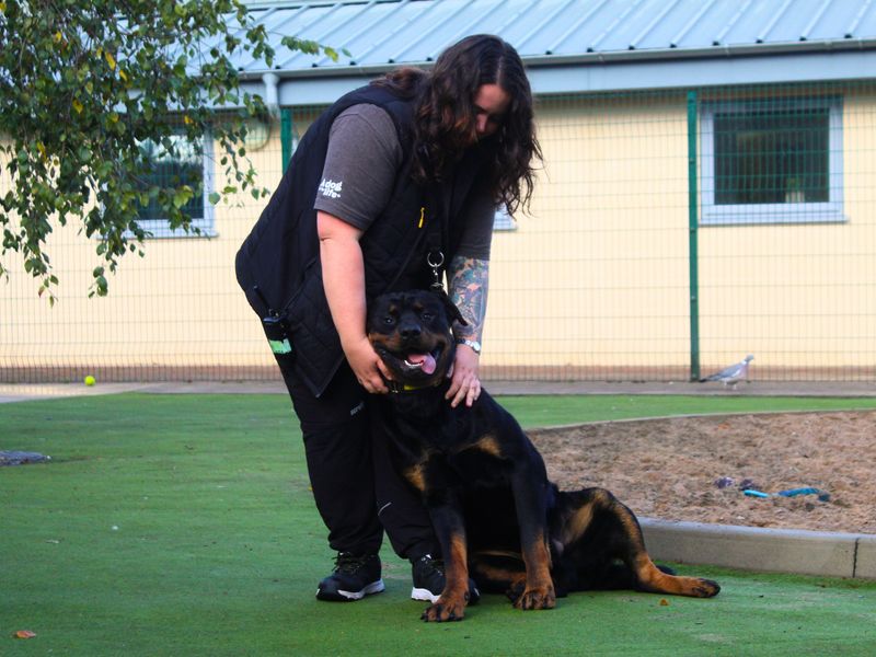 Rottweiler for adoption in Manchester, Greater Manchester – 2 years old - Image 1 of 5