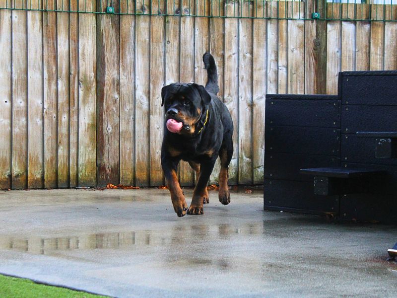 Rottweiler for adoption in Manchester, Greater Manchester – 2 years old - Image 4 of 5