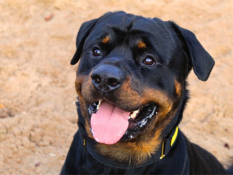 Rottweiler for adoption in Manchester, Greater Manchester – 2 years old - Image 2 of 5