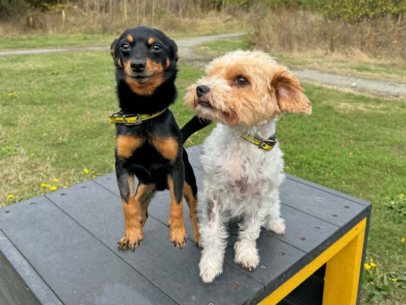 Shih Tzu for adoption in Wickford, Essex – 3 years old - Image 4 of 6