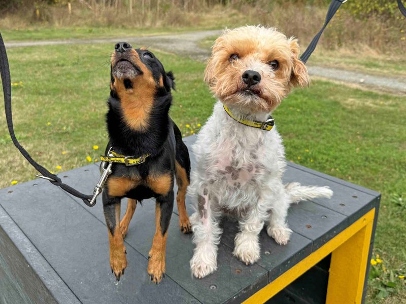 Shih Tzu for adoption in Wickford, Essex – 3 years old - Image 3 of 6