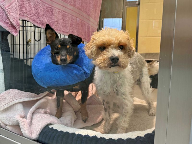 Shih Tzu for adoption in Wickford, Essex – 3 years old - Image 2 of 6