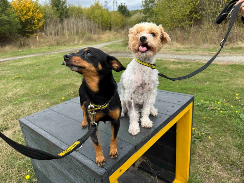 Shih Tzu for adoption in Wickford, Essex – 3 years old - Image 5 of 6