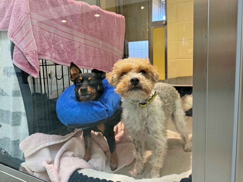 Shih Tzu for adoption in Wickford, Essex – 3 years old - Image 1 of 6