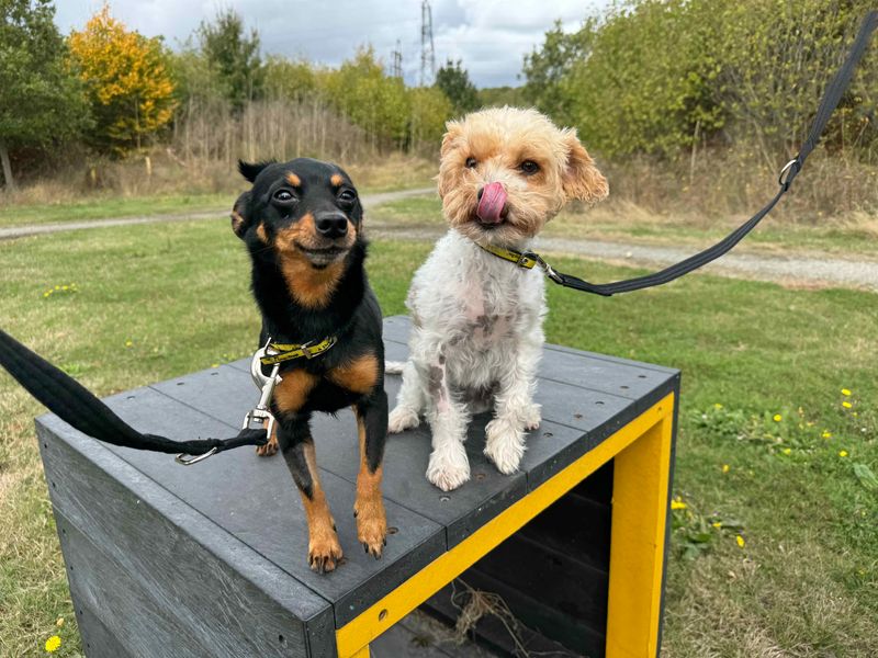 Shih Tzu for adoption in Wickford, Essex – 3 years old - Image 6 of 6