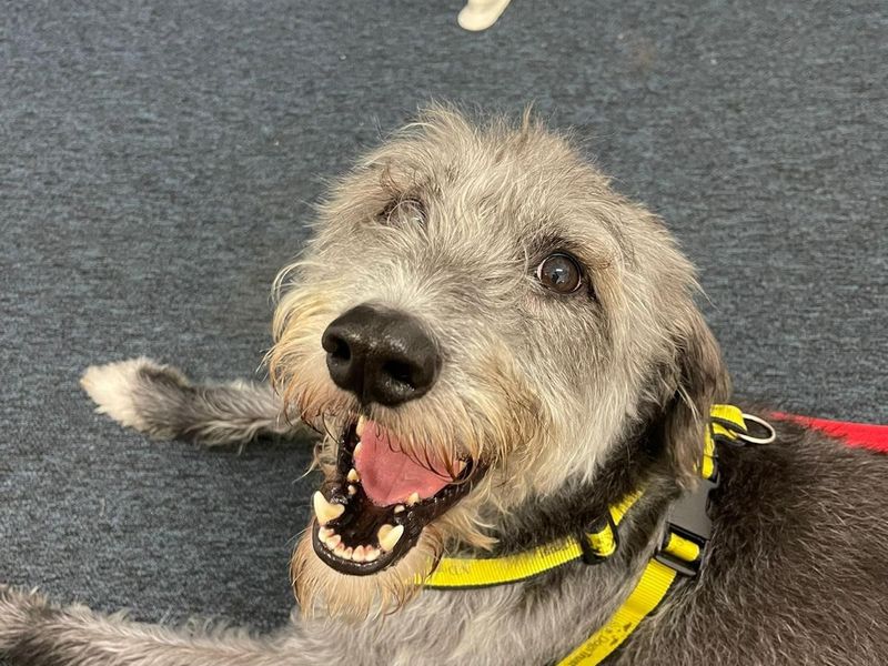 Poodle for adoption in Mid Glamorgan, Wales – 4 years old - Image 1 of 1