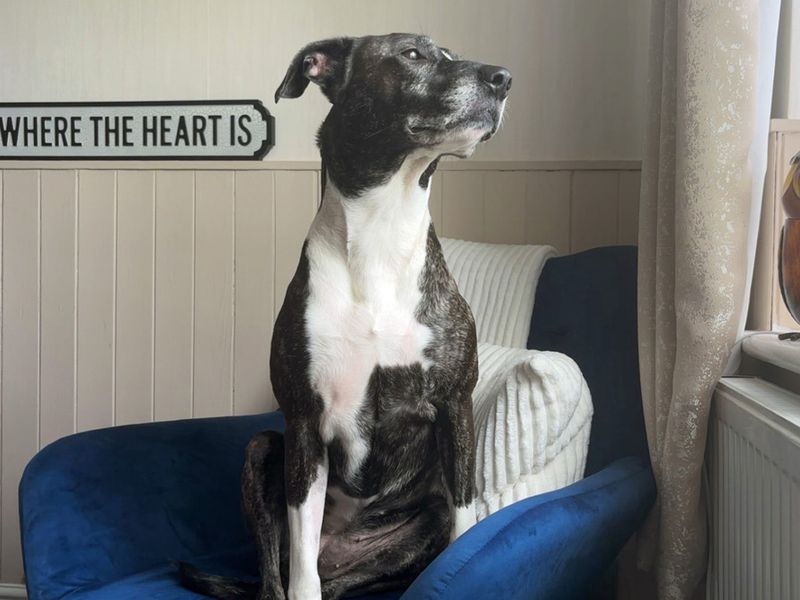 Betty | Crossbreed | Merseyside (Liverpool) - 1